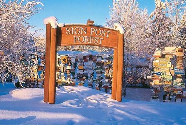 sign post forest