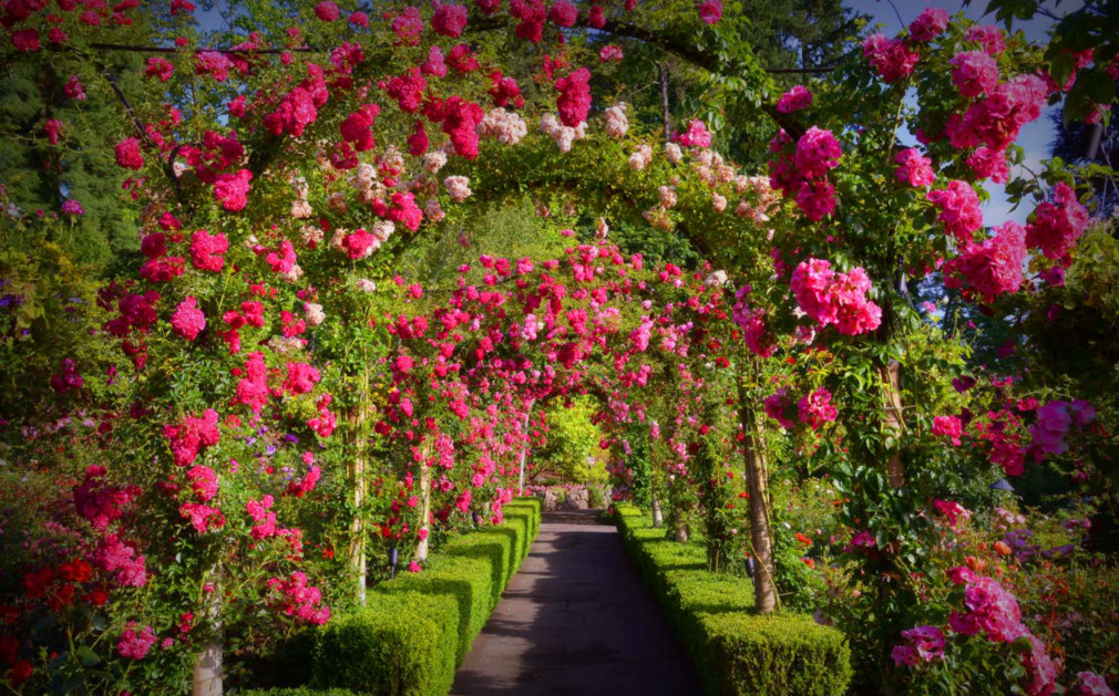 butchart gardens 2