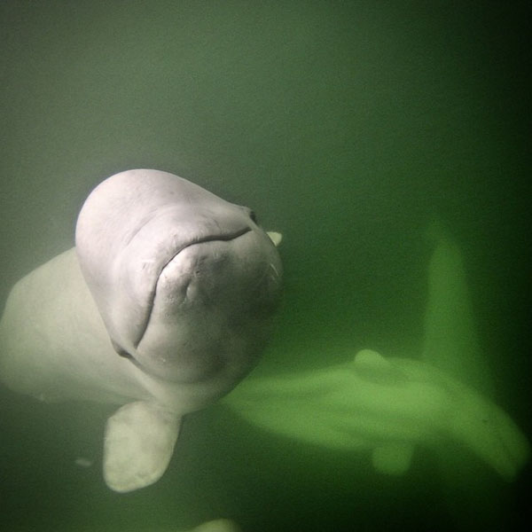 beluga whale