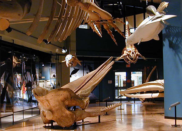 brunswick museum