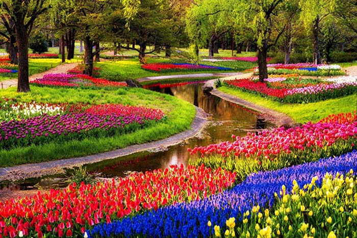 le hoi hoa tulip 1