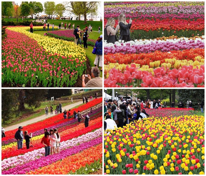 le hoi hoa tulip 2