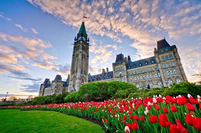 le hoi hoa tulip 3