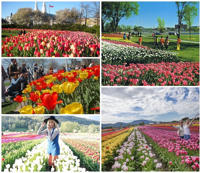 le hoi hoa tulip 4